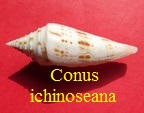 Conus ichinoseana, Kuroda 1956